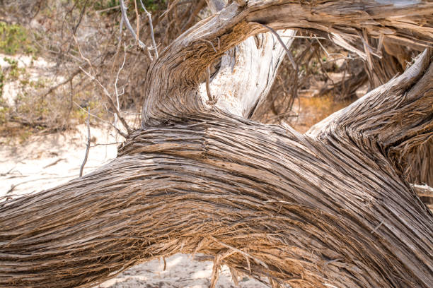 dried up cedar  tree ,white sand,blue water,beach ,Chrissi island.