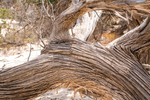 dried up cedar  tree ,white sand,blue water,beach ,Chrissi island. dried up cedar  tree ,white sand,blue water,beach ,Chrissi island. juniper tree bark tree textured stock pictures, royalty-free photos & images