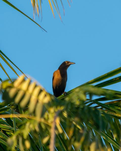 istock Vertical closeup shot of a Grackles bird standing on a tree branch 1432485752