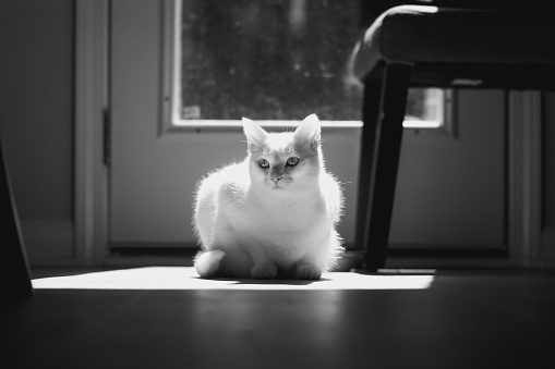A grayscale shot of a white cat sitting in the sunlight passing through a glass window inside a house