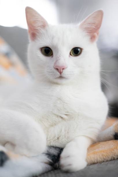 istock Vertical closeup shot of a white Turkish Angora cat 1432485793