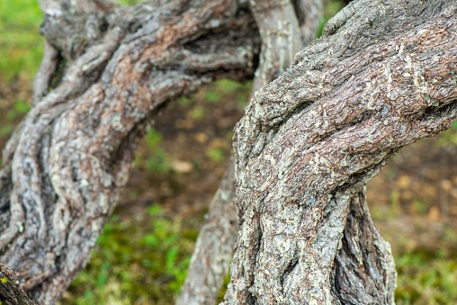 A selective shot of a mastic tree trunk, Pistacia lentiscus, with a blurred background.