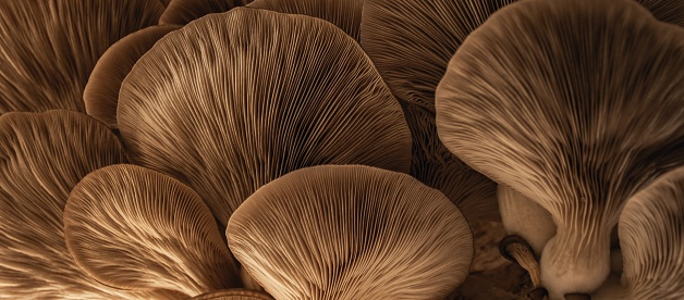 A closeup of large, light brown oyster mushrooms under gentle lighting in a forest