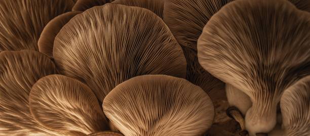 closeup of large, light brown oyster mushrooms under gentle lighting in a forest - oyster mushroom edible mushroom fungus vegetable imagens e fotografias de stock