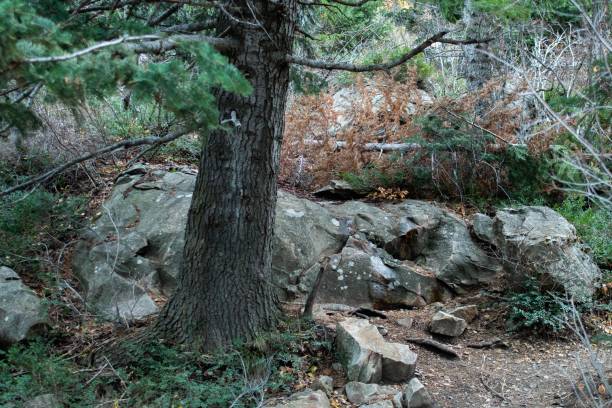 istock Big stone in a forest and a tree trunk in front of it 1432486700