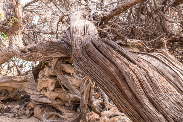 dried up cedar  tree ,white sand,blue water,beach ,Chrissi island.