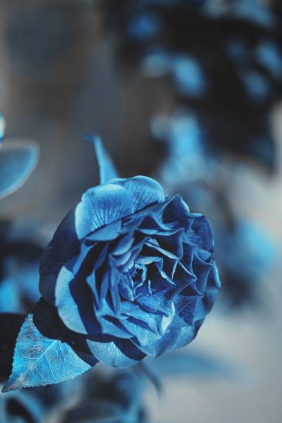istock Vertical closeup shot of a blooming blue rose 1432487542