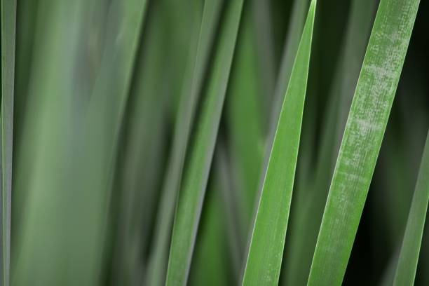 istock Selective focus of a green grass under sunlight 1432487693