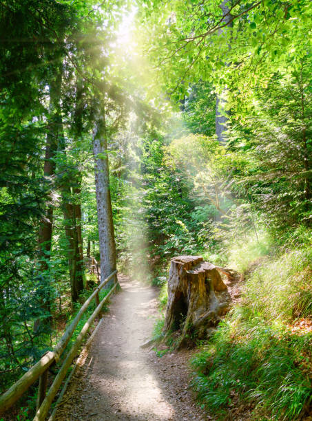 Forest eco-trail in the coniferous forest. Summer season