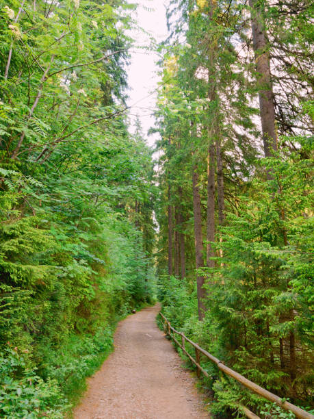 istock Forest eco-trail in the coniferous forest 1432487796