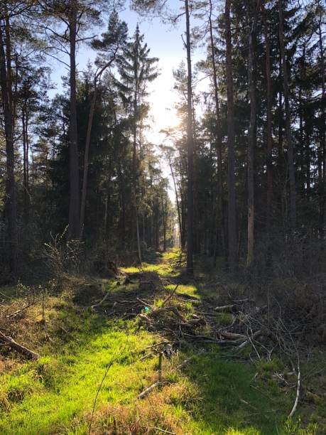 istock Vertical shot of trees and dry grass in a forest with broken branches on ground 1432487961