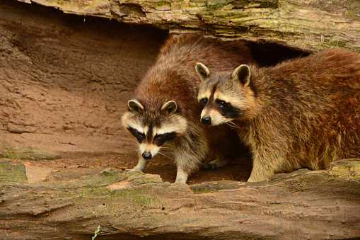Nature reserve: Two common raccoon dogs inside of a hollow tree trunk.Standing side by side with facial markings.