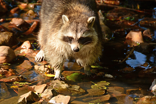 Nature reserve: Single common raccoon dog looking for food in a streambed. Animal with face markings.
