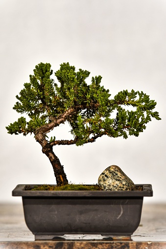 A vertical shot of a bonsai tree and big stone in black plant pot on marble surface