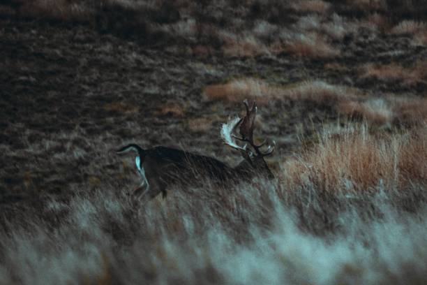 istock Closeup shot of a deer walking on a field 1432488280