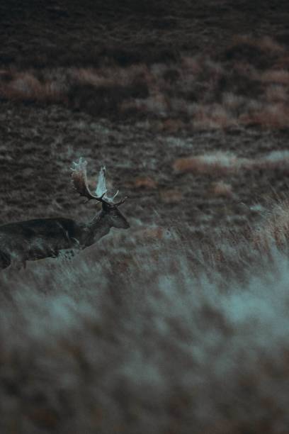 istock Vertical closeup shot of a deer walking on a field 1432488282