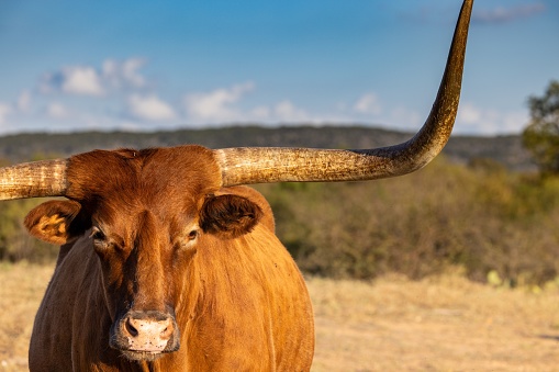 A closeup of longhorn bull standing and looking at camera