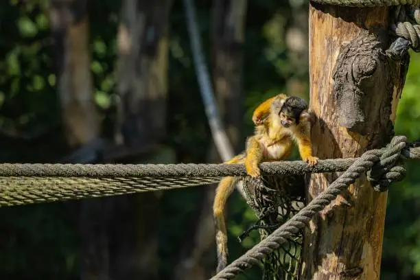 A closeup of Golden-bellied capuchin monkey perching on rope and grooming itself