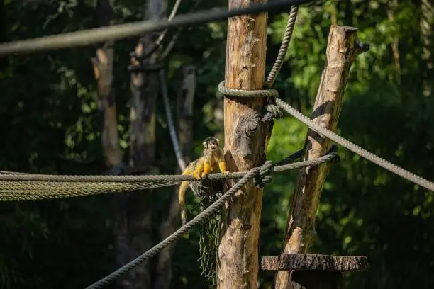 A closeup of Golden-bellied capuchin monkey perching on rope