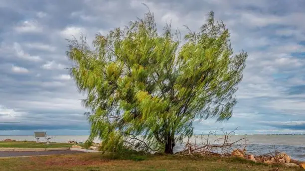 Photo of Casuarina tree on the waterfront at Geoffrey Bay under cloudy sky, Magnetic Island, Australia
