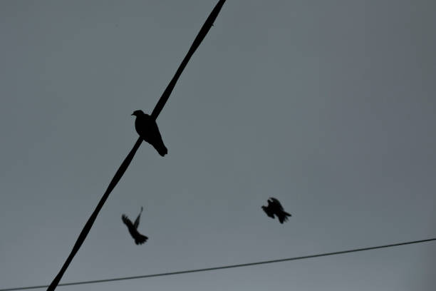 istock Pigeons on wire on grey day. Birds sit on cord. Grey sky. 1432488773