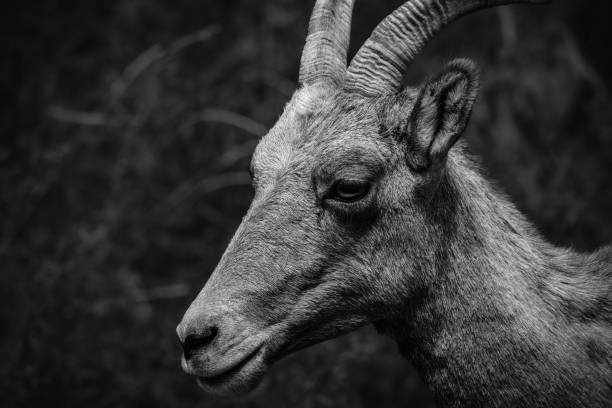 istock Greyscale shot of a bighorn sheep 1432488856