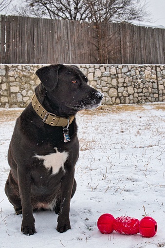 A black dog Boxador with collar and white spot on his chest sits on snow-covered field in park next to red toy