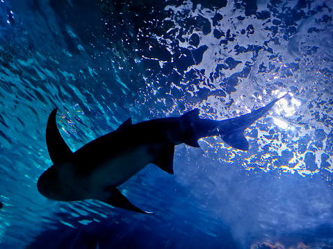White grey big shark swim in the deep blue sea look up from below