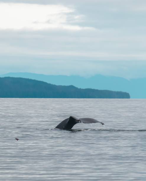 istock Whale tail in the sea with mountains and clouds in the background. 1432490855