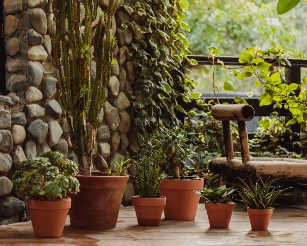 istock Plants on a pot outside the house 1432491004