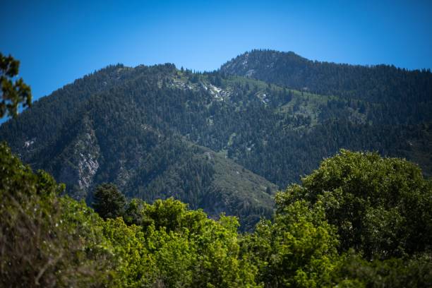 istock Landscape view with forested mountains and trees with blue sky in the background 1432491152