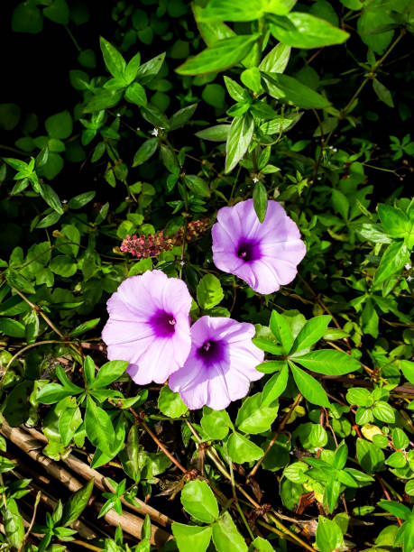 istock Photo Ipomoea cairica Plant 1432491573