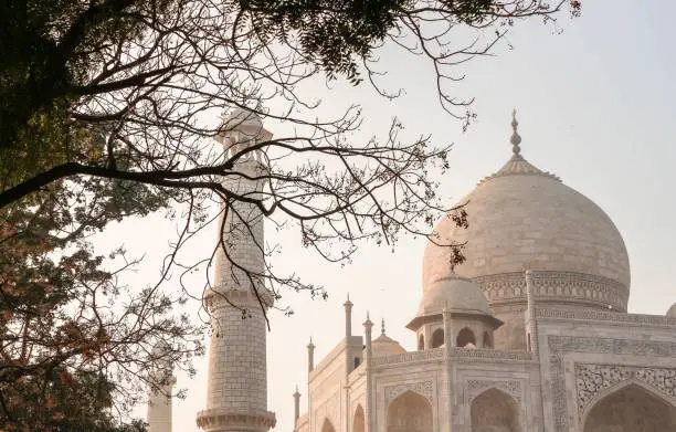 The Taj Mahal monument in Agra, India with tree branches in the foreground