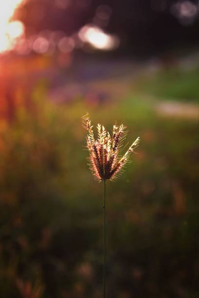 istock Vertical selective focus on wheat growing in the field on a blurry sunset background 1432492390