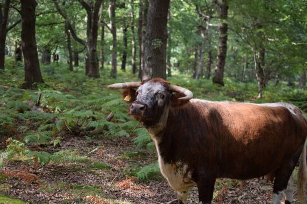 istock Brown cow with long horn in the forest 1432492396