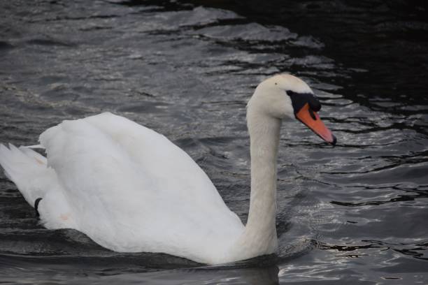 istock White swan swimming on the river 1432492415