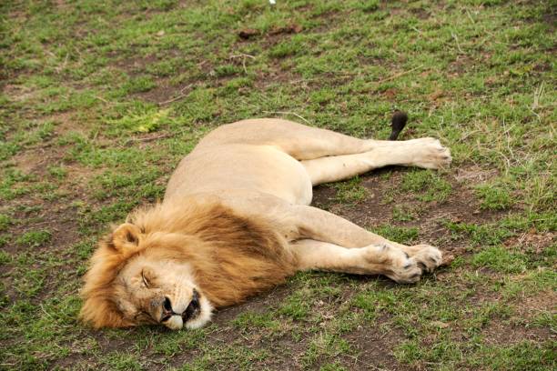 istock Beautiful lion laying in a valley 1432492444