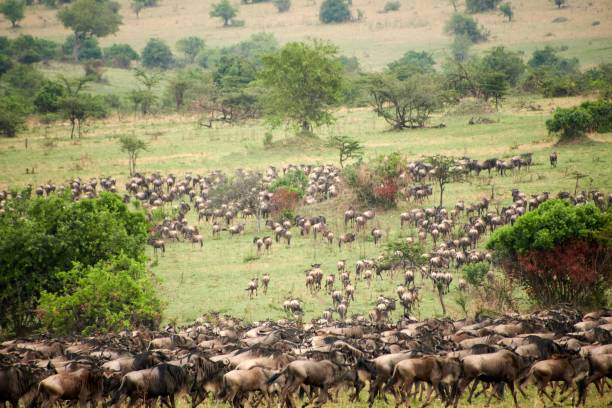 istock Blue wildebeest antelopes in the field 1432492641