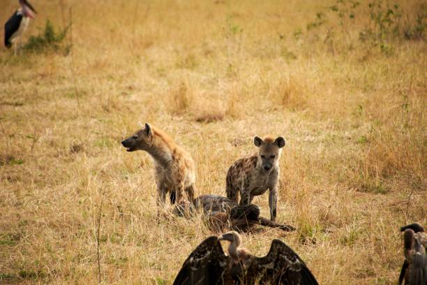 istock Spotted hyenas in the field with the prey 1432492642