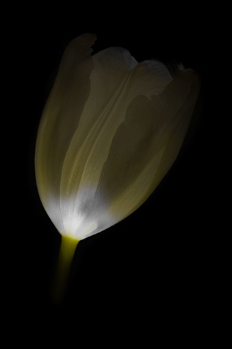 A vertical closeup shot of a white tulip on a black background