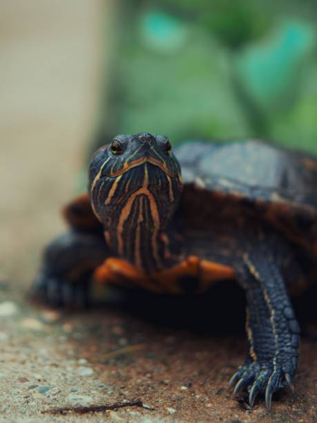 istock Closeup of a yellow-bellied slider standing and looking as its extending its head 1432493921