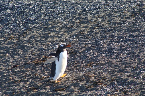 A penguin on the seashore during a sunny day