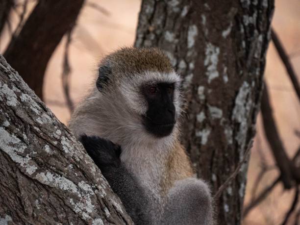 istock Portrait of a cute green monkey sitting on a tree 1432494179
