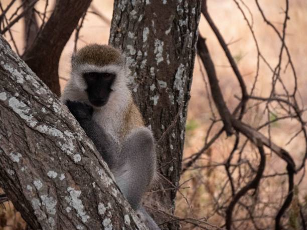 istock Portrait of a cute green monkey sitting on a tree 1432494201