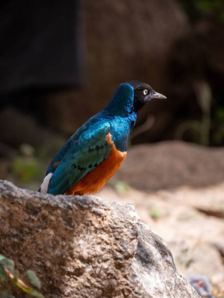 istock Vertical shot of a beautiful Superb starling 1432494214