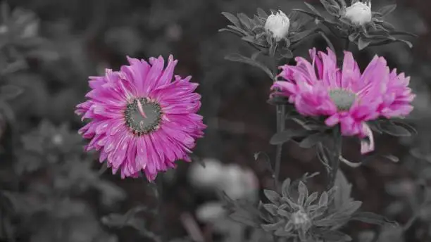 A colorsplash shot of pink chrysanthemum flowers in a garden