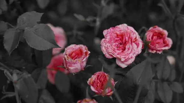 A colorsplash shot of pink and red roses in a garden