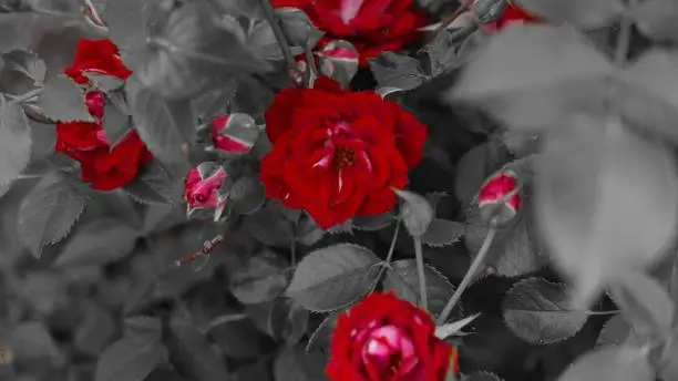 A colorsplash shot of red roses in a garden