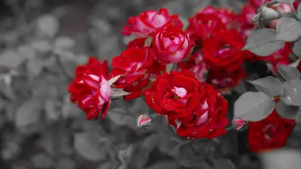 A colorsplash shot of red roses in a garden