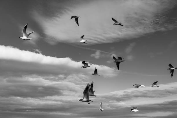 istock Greyscale shot of birds flying under the cloudy sky 1432494823